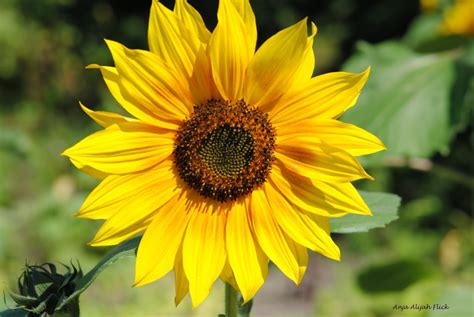 Das Fest der Sonnenblume; Eine präkolumbianische Feier des Lichts und der Ernte im 3. Jahrhundert n. Chr. in Brasilien.